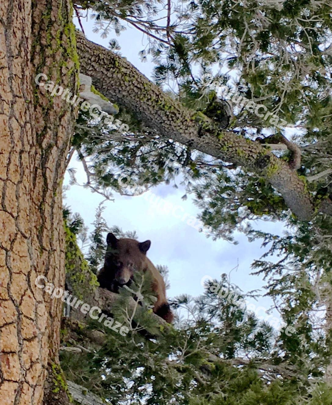 Bear on a tree